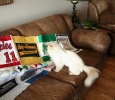 Sunny picking his favorite team.