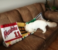 Sunny very seriously wanting to lay on it.