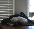 As you can see, Sunny was an integral part of this process. I lost him to kidney disease in November 2009 and still miss him. He'll be popping in on quite a few of my quilts.