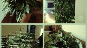 25. Green #FebPhotoADay